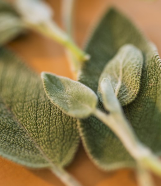 Studio shot of sage. Photo: Daniel Grill