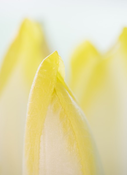 Studio Shot of chicory leaves. Photo: Daniel Grill