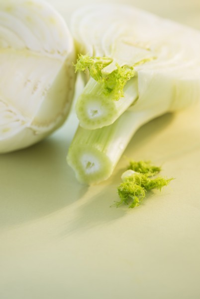 Studio Shot of fennel. Photo : Daniel Grill