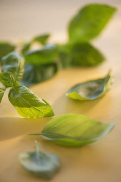 Studio Shot of basil. Photo : Daniel Grill