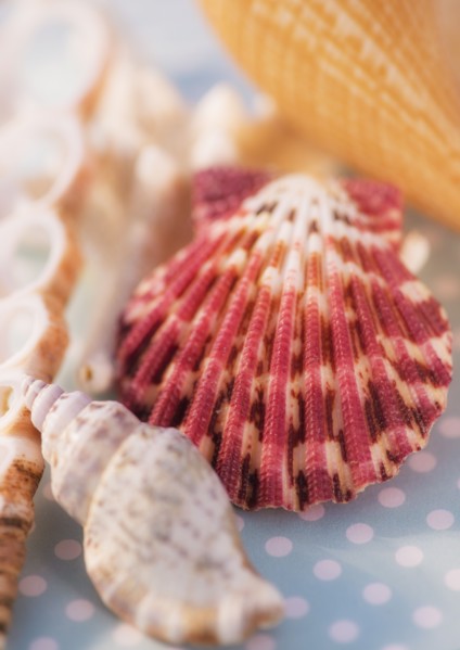 Studio Shot of seashells. Photo: Daniel Grill