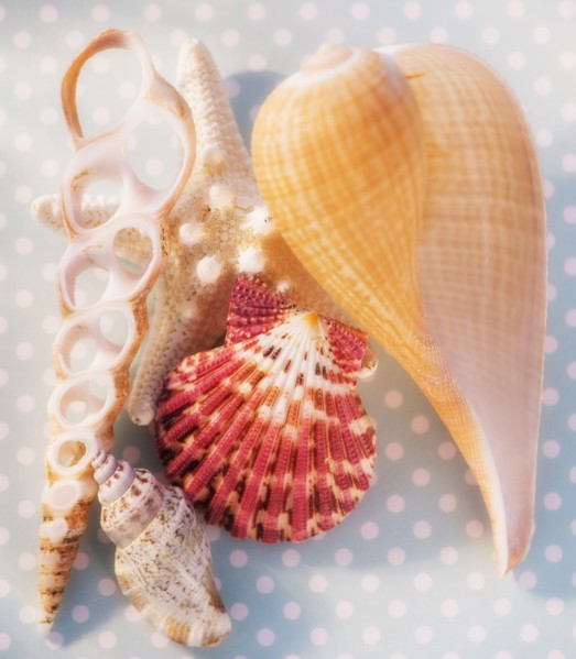 Composition of sea shells. Photo : Daniel Grill