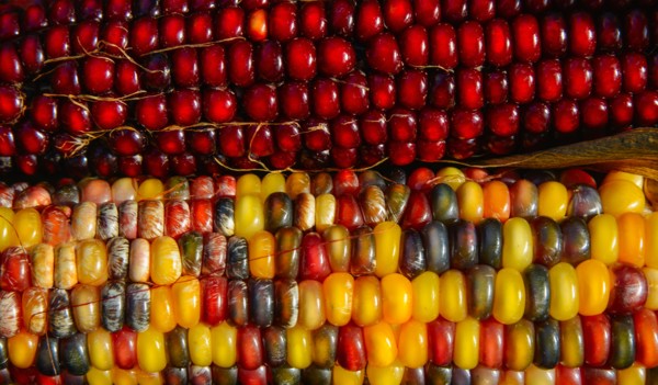 Seasonal indian corn.