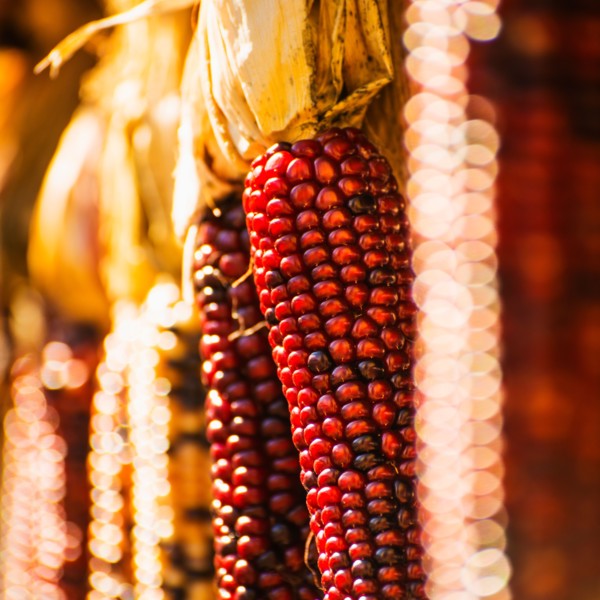 Seasonal indian corn.