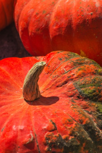 Detail of pumpkin.