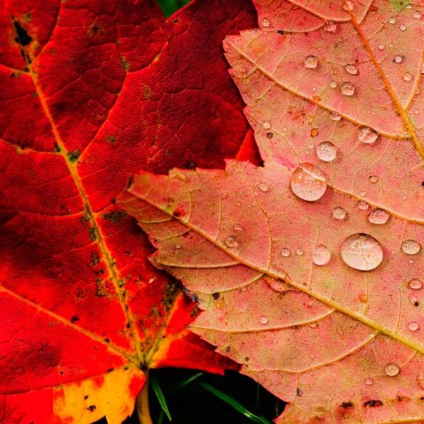 Wet autumn leaves.