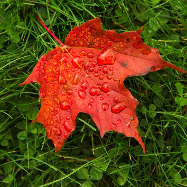 Wet autumn leaf on grass.
