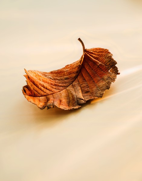 Close-up of brownish leaf.