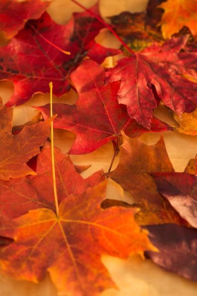 Close up of colorful leaves