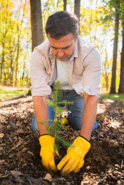 Man planting evergreen tree