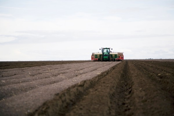 Planting potato seed