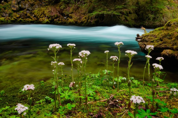 McKenzie River with wildflowers in foreground