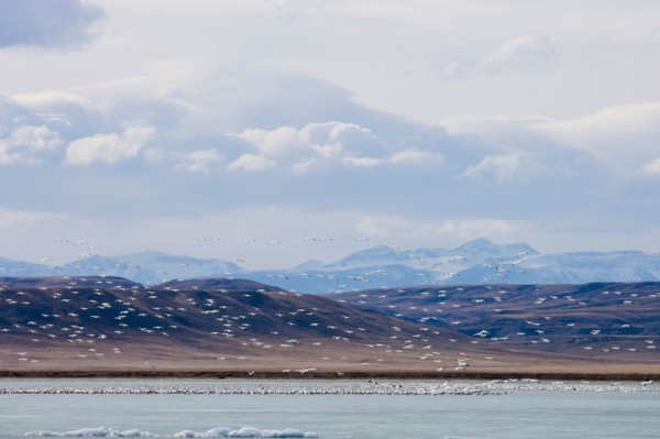 Flock of Gregarious geese over lake
