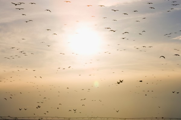 Flock of Gregarious geese flying at sunset
