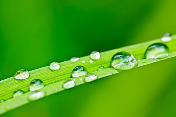 Close-up view of dew on green leaf