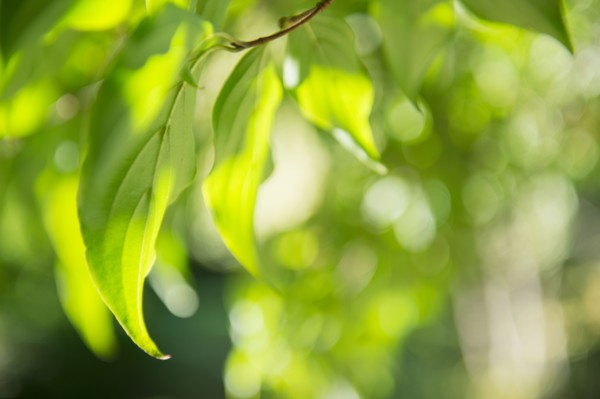 Close-up of green leaf. Photo: Jamie Grill