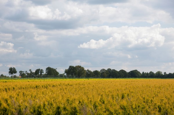 Rural scenery. Photo : Jan Scherders