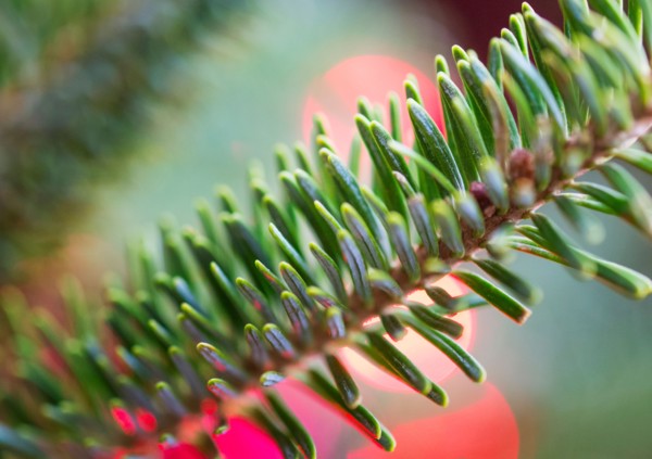 Detail of evergreen tree.