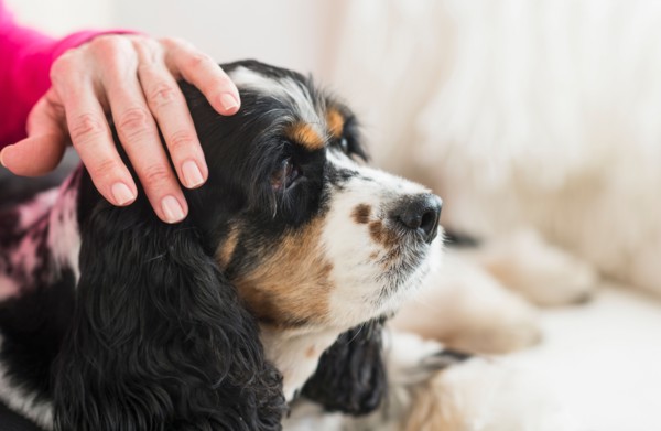 Senior woman stroking her dog.