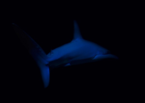 Side view of swimming shark