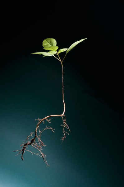 Seedling of plant