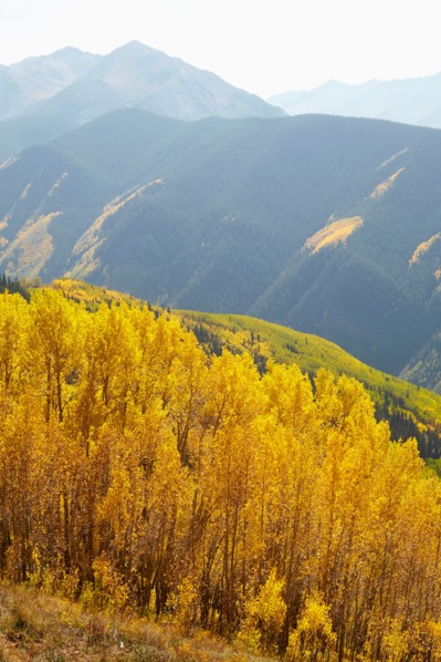 Autumn landscape with aspen trees