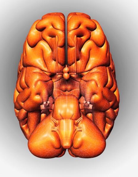Digitally generated image of brain