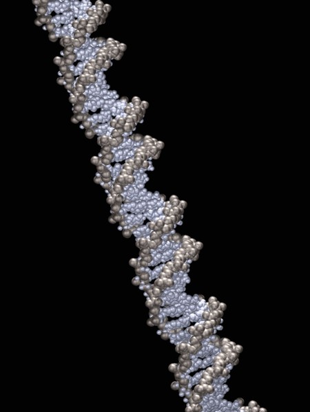 3D model of double helix
