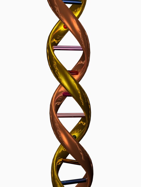 Digitally generated image of double helix