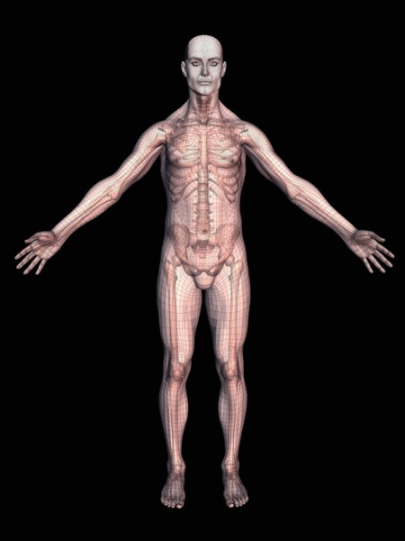 Human skeleton on black background