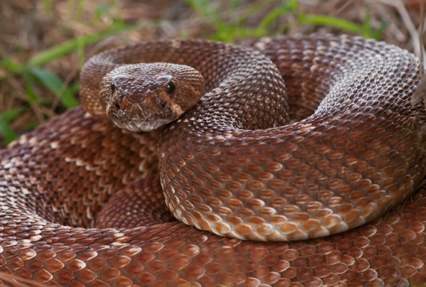 Rattlesnake coiled in grass