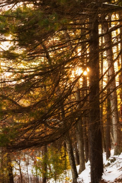 Trees at sunset. Walden Pond, Concord, Massachusetts.