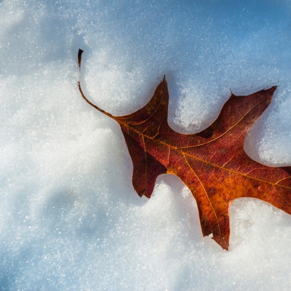Leaf on snow. Walden Pond, Concord, Massachusetts.