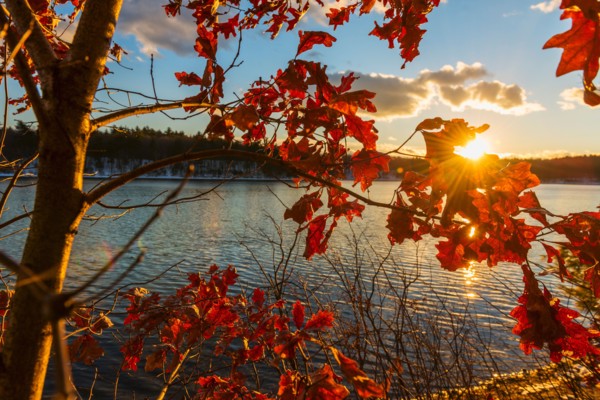 Autumn leaves. Walden Pond, Concord, Massachusetts.