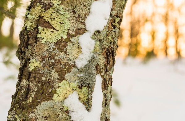 Tree in winter. Walden Pond, Concord, Massachusetts.