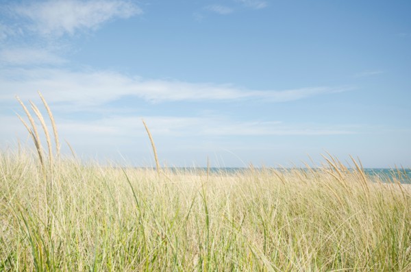 Sand dunes with grass