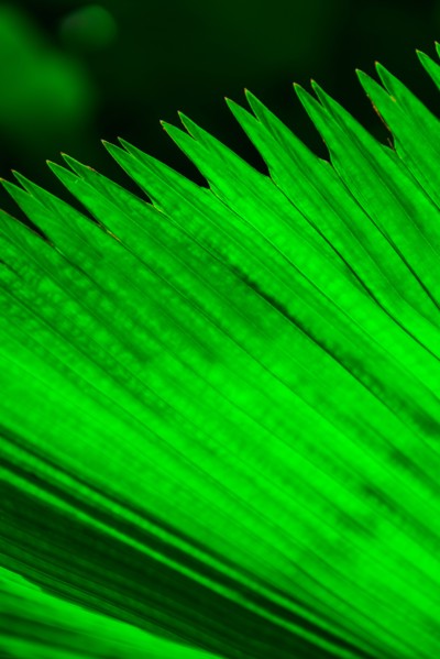 Close-up of palm leaf. Jamaica.