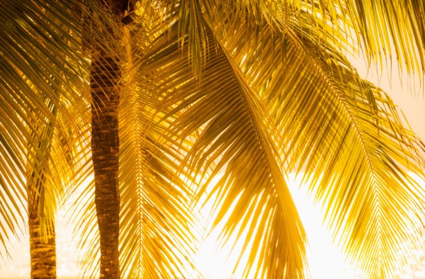 Palm tree at sunset. Jamaica.