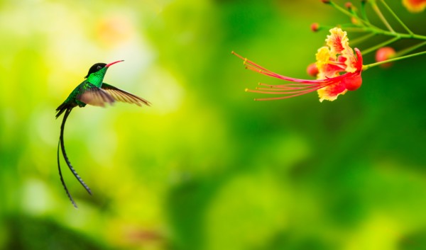 Hummingbird in flight. Jamaica.