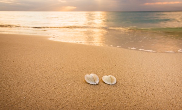 Shells on beach. Jamaica.