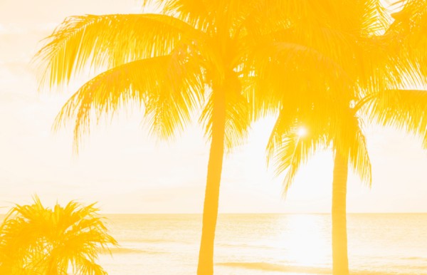Silhouette of palm trees. Jamaica.