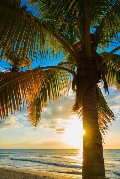 Palm tree on beach at sunset. Jamaica.