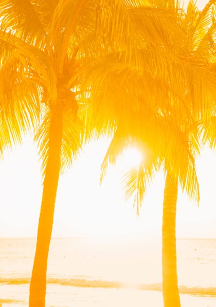 Silhouette of palm trees. Jamaica.