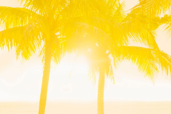Silhouette of palm trees. Jamaica.