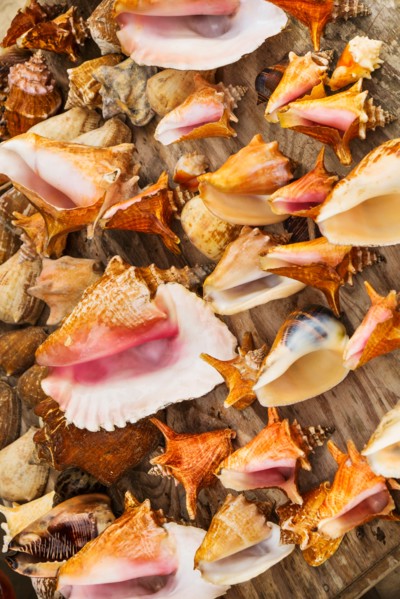 Sea shells for sale. Jamaica.