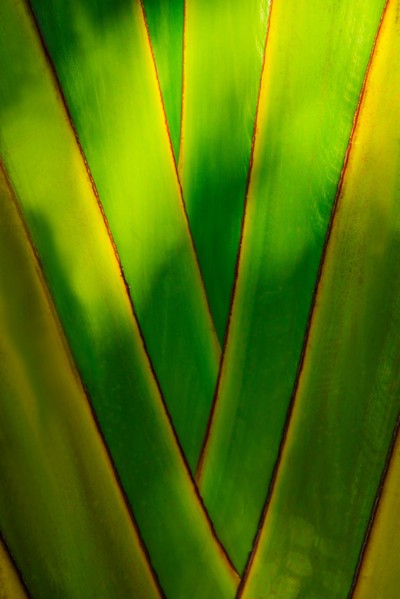 Close-up of palm tree. Jamaica.