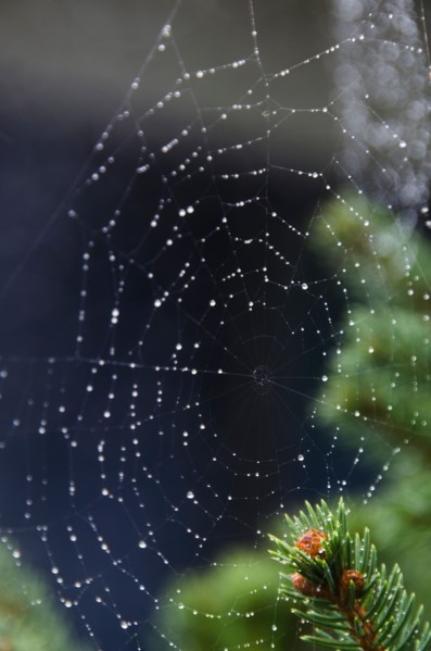 Spider net with drops of morning dew