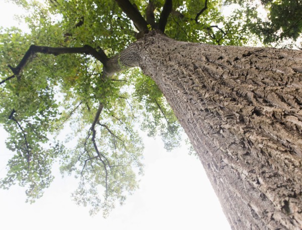 Upward view of old tree
