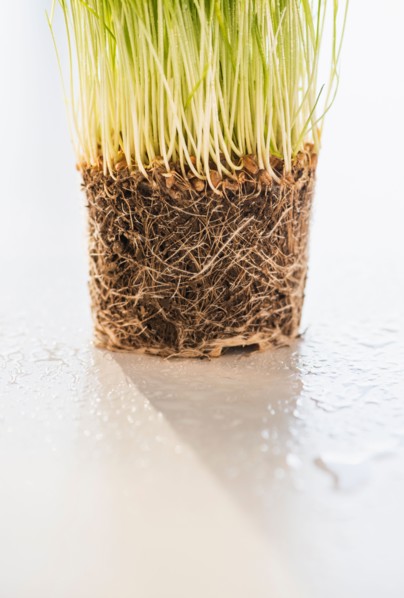Studio Shot of wheatgrass