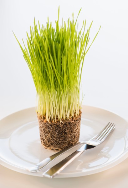 Studio Shot of wheatgrass